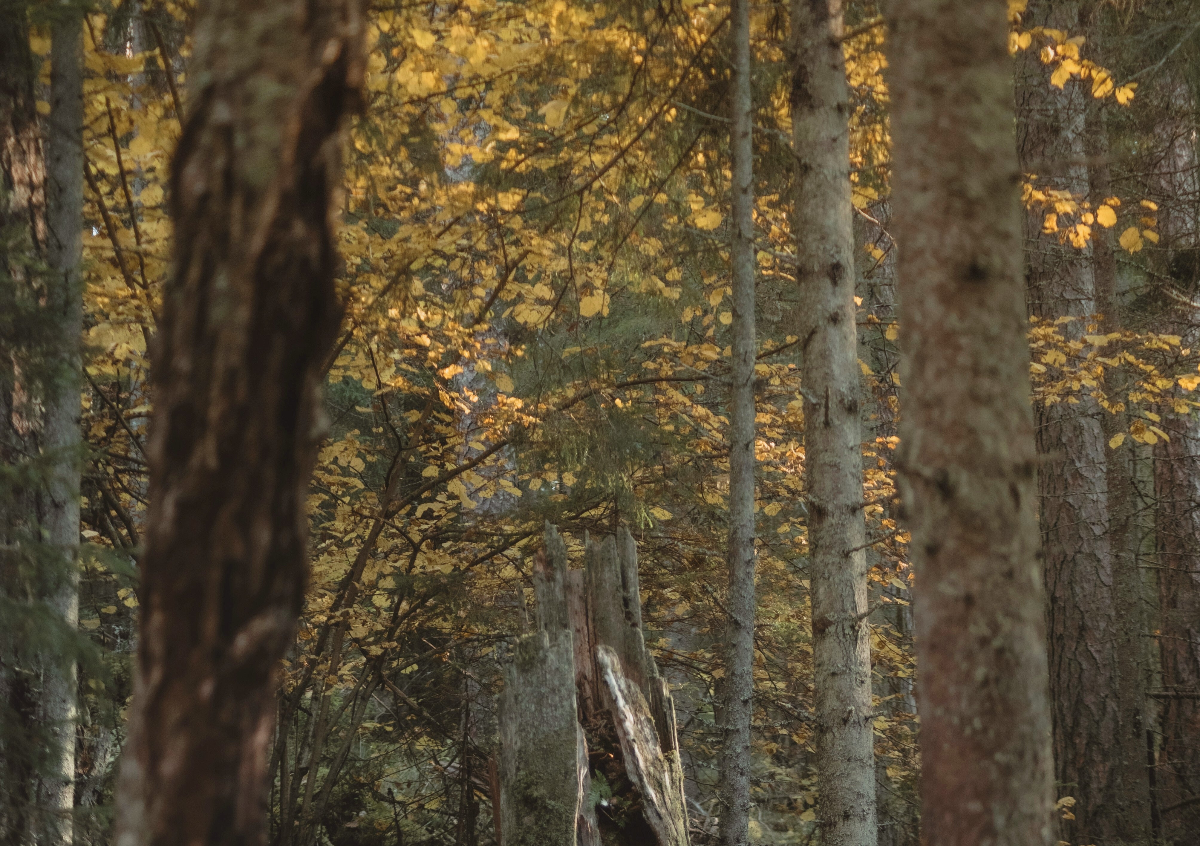 AUTUMN
